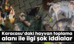 Karacasu'daki hayvan toplama alanı ile ilgi şok iddialar