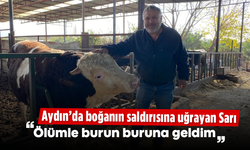 Aydın'da boğanın saldırısına uğrayan Sarı: “Ölümle burun buruna geldim"