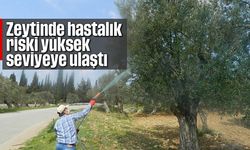 Zeytinde hastalık riski yüksek seviyeye ulaştı