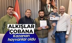 Alkışlar çobana! Kazanan, hayvanlar oldu