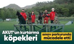 AKUT'un kurtarma köpekleri sınav parkurunda mücadele etti