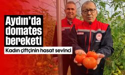 Aydın’da domates bereketi: Kadın çiftçinin hasat sevinci