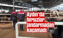 Aydın’da hırsızlar jandarmadan kaçamadı