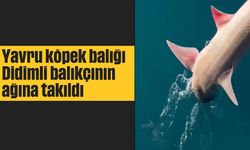 Yavru köpek balığı Didimli balıkçının ağına takıldı