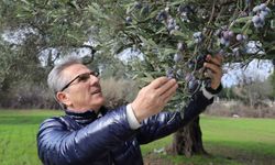 Nazilli Belediyesi’nden zeytin hasadı