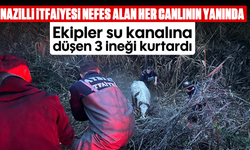 Nazilli İtfaiyesi nefes alan her canlının yanında: Ekipler su kanalına düşen 3 ineği kurtardı