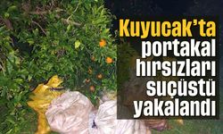 Kuyucak'ta portakal hırsızı suçüstü yakalandı