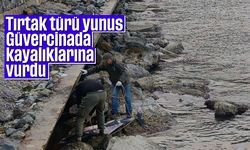 Tırtak türü yunus Güvercinada kayalıklarına vurdu