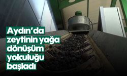 Aydın’da zeytinin yağa dönüşüm yolculuğu başladı