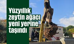 Yüzyıllık zeytin ağacı yeni yerine taşındı