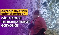 Zeytinin diyarının emekçi kadınları: Metrelerce tırmanıp hasat ediyorlar