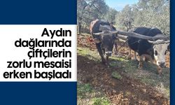 Aydın dağlarında çiftçilerin zorlu mesaisi erken başladı