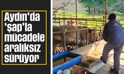 Aydın’da 'şap'la mücadele aralıksız sürüyor