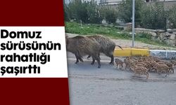Domuz sürüsünün rahatlığı şaşırttı