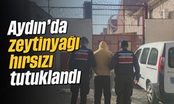 Aydın’da zeytinyağı hırsızı tutuklandı