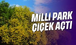 Baharın gelişiyle Milli Park çiçek açtı