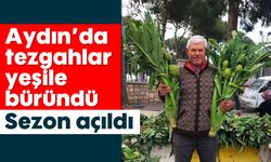 Sezon açıldı: Aydın'da tezgahlar yeşile döndü
