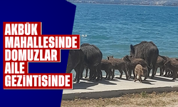 Akbük mahallesinde domuzlar aile gezintisinde