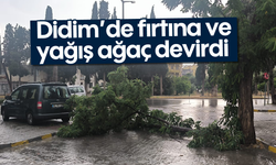 Didim’de fırtına ve yağış ağaç devirdi