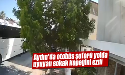 Aydın'da otobüs şoförü yolda uyuyan sokak köpeğini ezdi