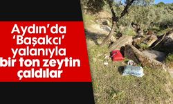 Aydın'da 'Başakcı’ yalanıyla, bir ton zeytin çaldılar