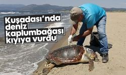Kuşadası’nda deniz kaplumbağası kıyıya vurdu