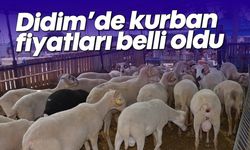 Didim'de kurban fiyatları belli oldu