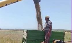 Didim'de Hububat hasadı başladı