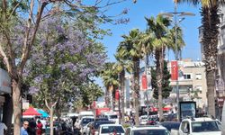Didim'de jakarandalar çiçek açtı