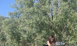 Didim'de zeytin zararlılarına karşı etkin mücadele sürüyor
