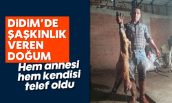 Didim'de şaşkınlık veren doğum: Hem annesi hem kendisi telef oldu