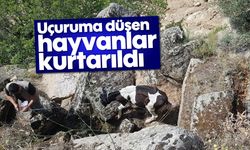 Uçuruma düşen hayvanlar kurtarıldı
