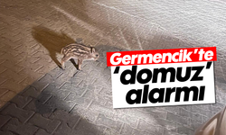 Germencik'te 'domuz' alarmı