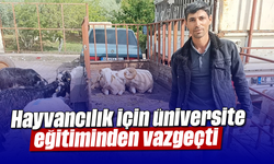 Hayvancılık için üniversite eğitiminden vazgeçti