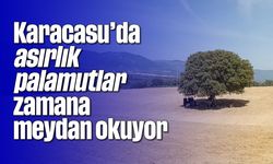 Karacasu'da asırlık palamutlar zamana meydan okuyor