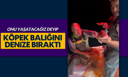 "O'nu yaşatacağız" deyip köpek balığını denize bıraktı