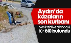 Aydın'da kazaların son kurbanı