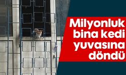 Milyonluk bina kedi yuvasına döndü