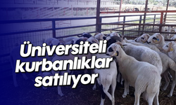 Üniversiteli kurbanlıklar satılıyor