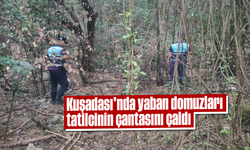 Kuşadası'nda yaban domuzları, tatilcinin çantasını çaldı