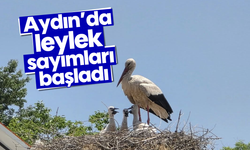 Aydın’da leylek sayımları başladı