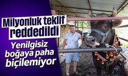 Milyonluk teklif reddedildi: Yenilgisiz boğaya paha biçilemiyor