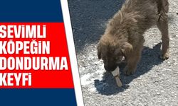 Sevimli köpeğin dondurma keyfi