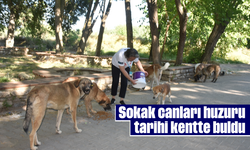 Sokak canları huzuru tarihi kentte buldu