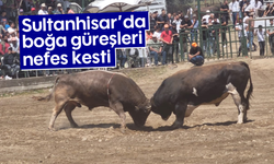Sultanhisar'da boğa güreşleri nefes kesti