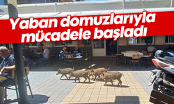 Yaban domuzlarıyla mücadele başladı