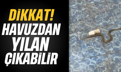 Dikkat: Havuzdan yılan çıkabilir