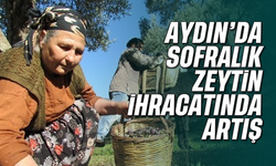 Aydın'da sofralık zeytin ihracatında artış
