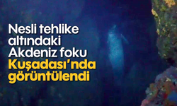 Nesli tehlike altındaki Akdeniz foku Kuşadası’nda görüntülendi