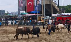 Atça’da Boğa Güreşi Şenliği, 8 Bin kişi heyecanı yaşadı